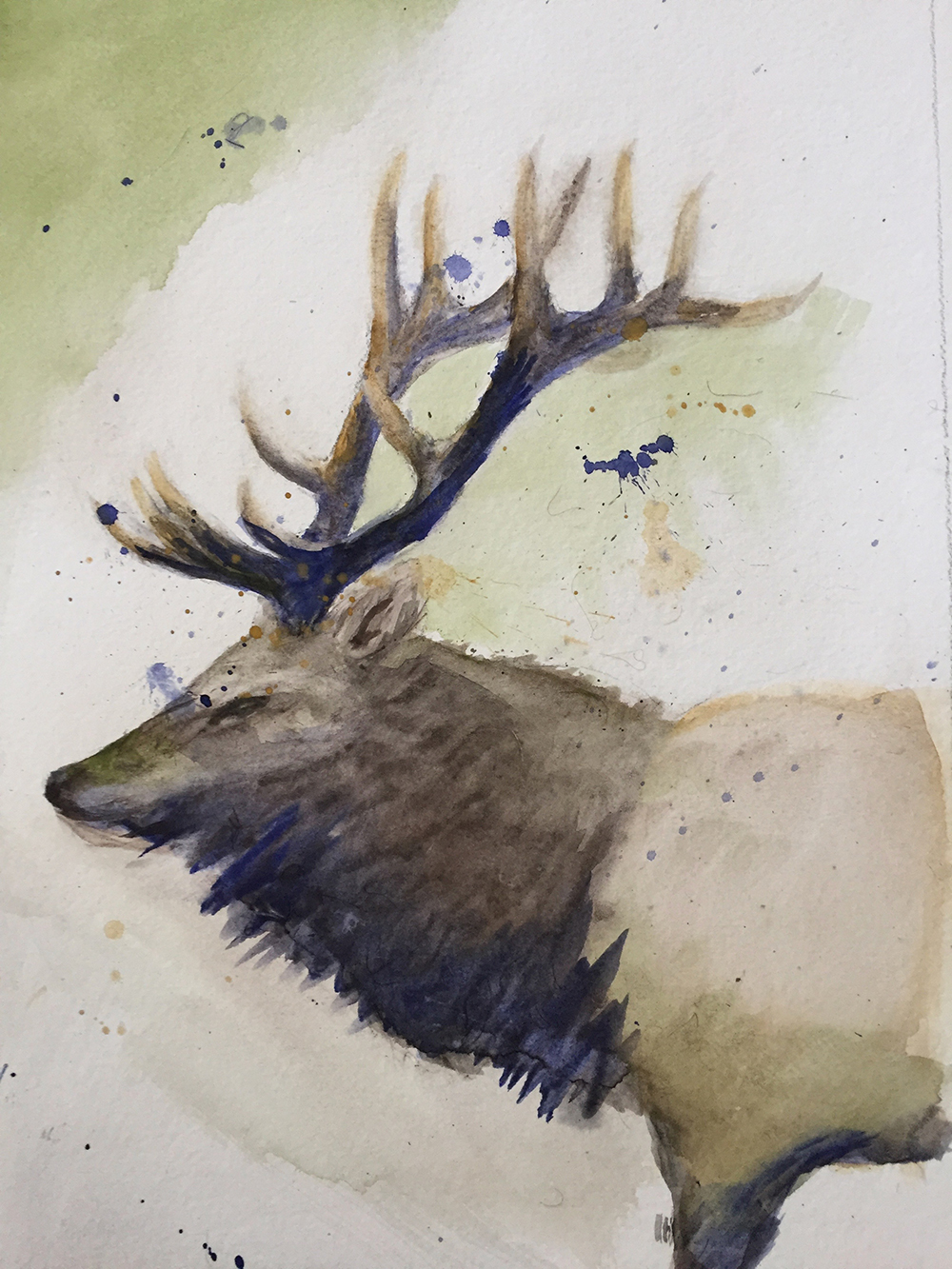 Elk